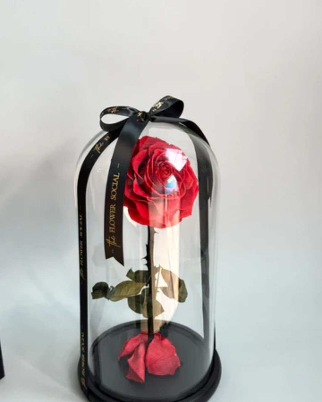 Infinity Rose with Box – Long Stem Preserved Rose in Glass Enclosure